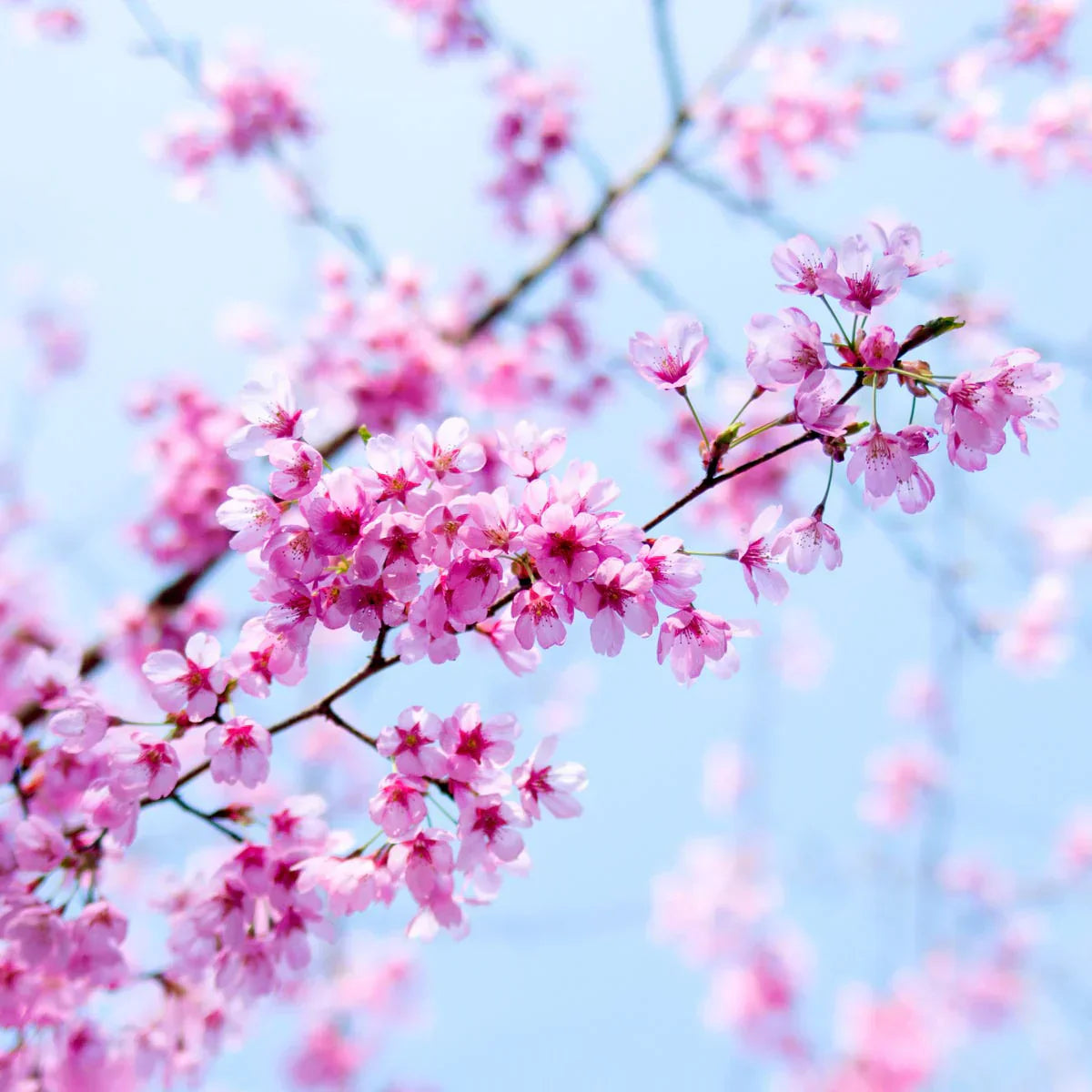 Scent Story: Japanese Cherry Blossom Soy Candle