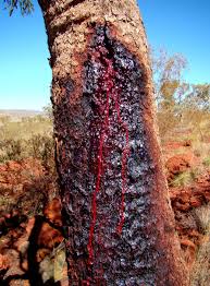 Scent Story: Dragon’s Blood Soy Candle