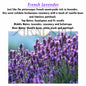 Highly Scented REED DIFFUSER OIL REFILL + 10 FREE STICKS - 50, 100, 250, 500 ml / 1.7, 3.4, 8.5, 16.9 fl oz | Home, Car, Workplace AIR FRESHENER